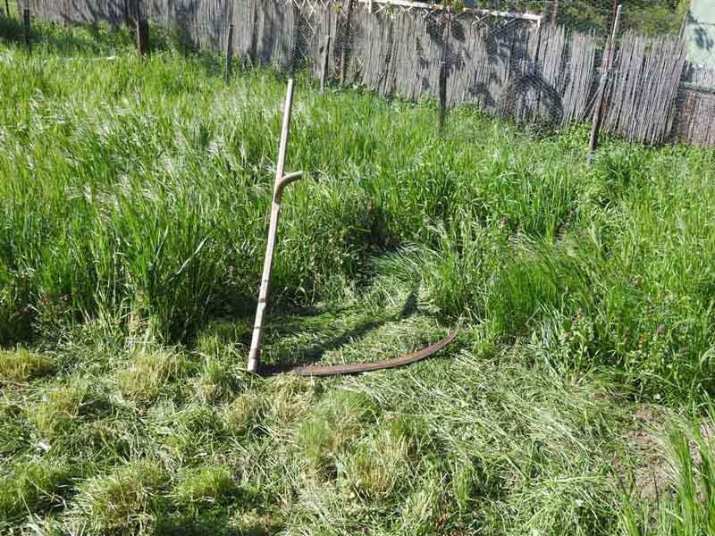 Kaszálás, fűkaszálás